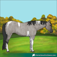 Horse Color:Grullo Roan Tobiano 