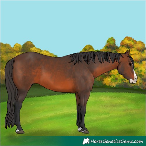 Horse Color:Brown Splash 