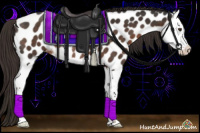 Horse Color:Liver Chestnut Splash Appaloosa Rabicano 