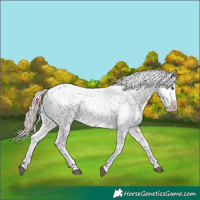 Horse Color:Chocolate Palomino Sabino Splash Appaloosa 