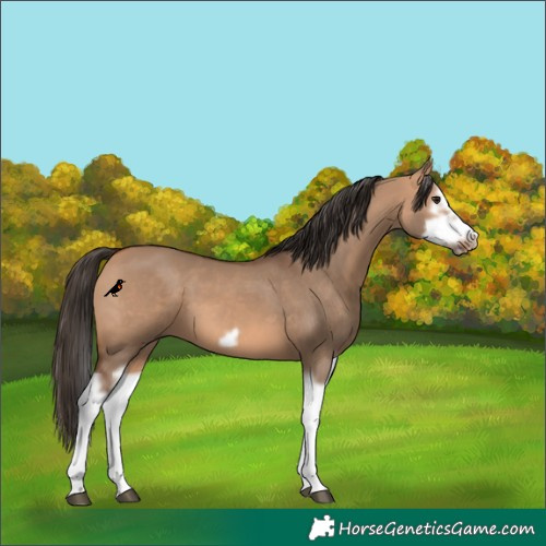Horse Color:Bay Dun Splash Frame