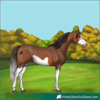 Horse Color:Bay Splash Frame 