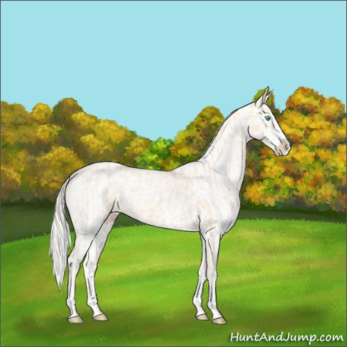 Horse Color:Cremello Splash and Cremello Splash