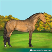 Horse Color:Buckskin 