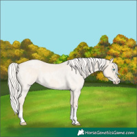 Horse Color:Cremello Roan Splash  and Cremello Roan Splash 