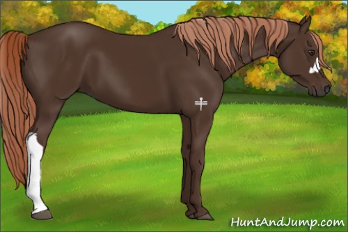 Horse Color:Liver Chestnut 