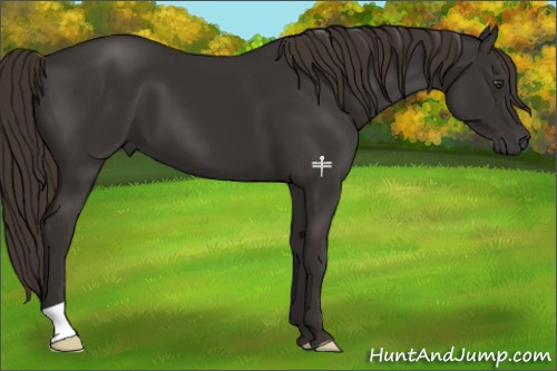 Horse Color:Liver Chestnut 