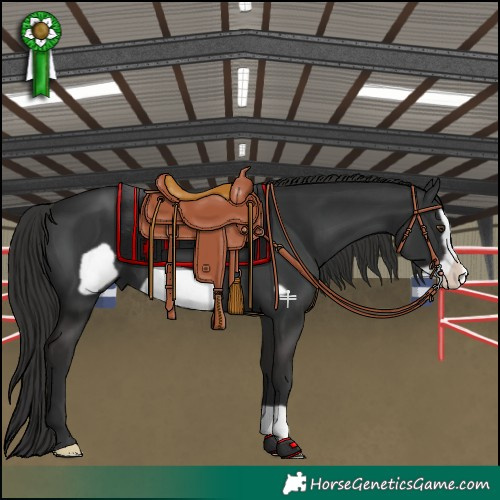 Horse Color:Liver Chestnut Frame 