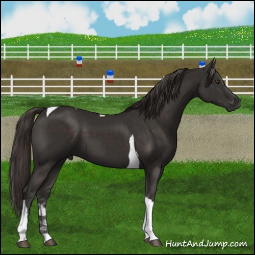 Horse Color:Liver Chestnut Tobiano 
