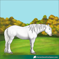 Horse Color:Cremello Splash Appaloosa  and Cremello Splash Frame Appaloosa 