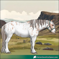 Horse Color:Bay Sabino Appaloosa 