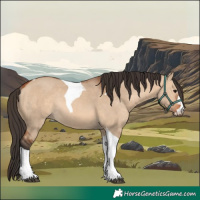 Horse Color:Bay Dun Tobiano Rabicano 