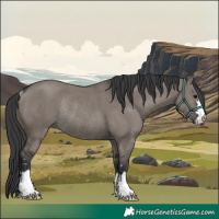 Horse Color:Grullo Rabicano 