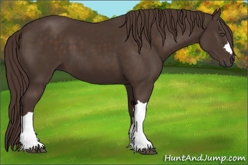 Horse Color:Liver Chestnut 