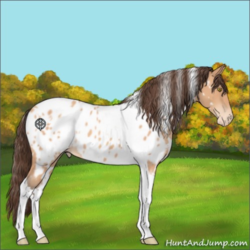 Horse Color:White Spotted Amber Champagne Tobiano Appaloosa 