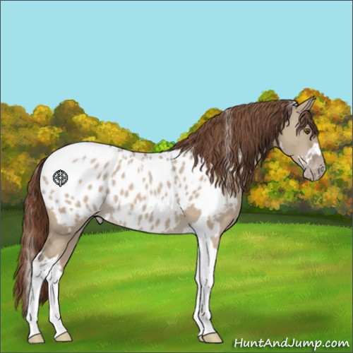 Horse Color:White Spotted Classic Champagne Dun Tobiano Appaloosa 
