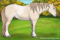 Horse Color:Perlino Dun Tobiano 