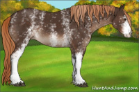 Horse Color:White Spotted Liver Chestnut 