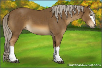 Horse Color:White Spotted Chocolate Palomino