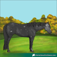 Horse Color:Black 
