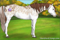 Horse Color:Red Dun Splash  and Red Dun Splash Appaloosa 