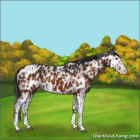 Horse Color:Brown Sabino Splash Appaloosa  and Brown Sabino Splash Appaloosa 