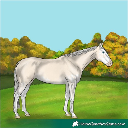 Horse Color:Cremello Splash  and Cremello Splash 