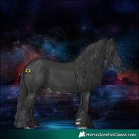 Horse Color:Black 