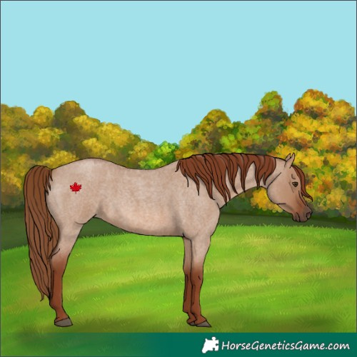 Horse Color:Red Dun Roan