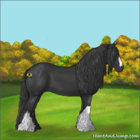 Horse Color:Black 