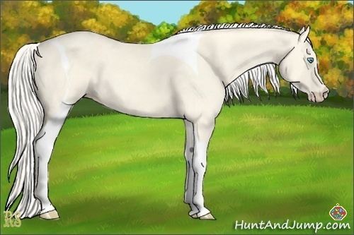 Horse Color:Cremello Dun Tobiano 