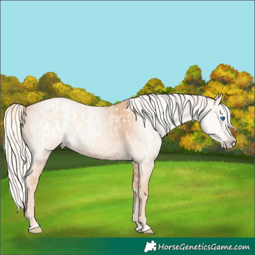 Horse Color:Cremello Splash and Gray Cremello Splash