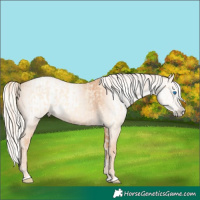 Horse Color:Cremello Splash and Gray Cremello Splash