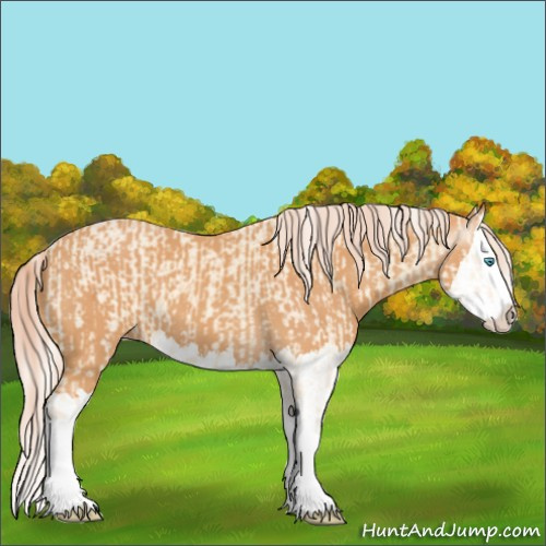 Horse Color:Cremello Splash and Gray Cremello Splash