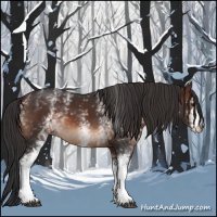 Horse Color:White Spotted Brown 