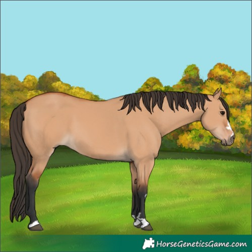 Horse Color:Bay Dun 