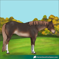 Horse Color:White Spotted Liver Chestnut 
