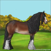 Horse Color:White Spotted Brown 