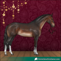 Horse Color:White Spotted Brown