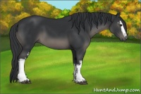 Horse Color:White Spotted Black 