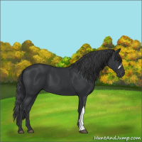 Horse Color:Black 