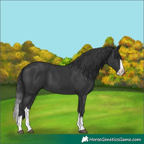 Horse Color:Black Splash