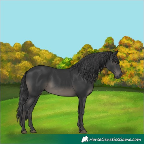 Horse Color:White Spotted Black