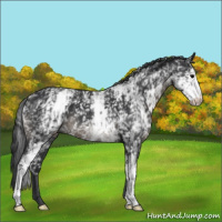 Horse Color:White Spotted Black