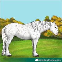 Horse Color:Silver Blue Roan Sabino Appaloosa 