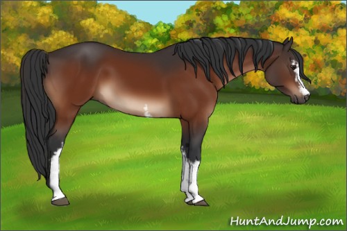 Horse Color:White Spotted Brown