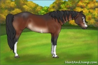 Horse Color:White Spotted Brown 