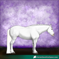 Horse Color:Silver Brown Dun Appaloosa 
