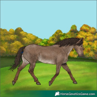 Horse Color:White Spotted Liver Red Dun 