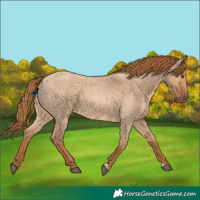 Horse Color:Red Dun Roan